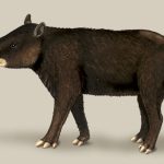 TAPIR