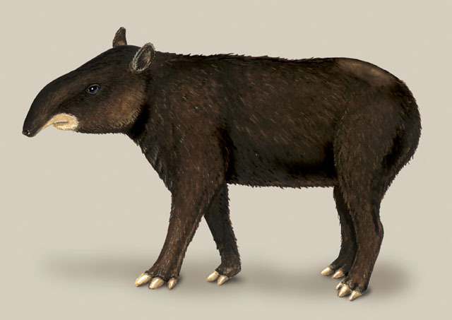 TAPIR